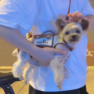 hands free shoulder yorkie carrier yorkies gram